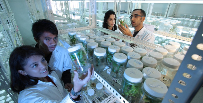 four scientists in a lab looking at jars with plant samples inside