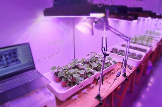 a room filled with plants, grow lights, and a laptop