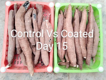 two baskets of cassava with the left one decaying, text floating "control vs coated day 15"