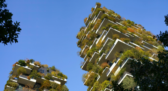  two buildings with trees on them 