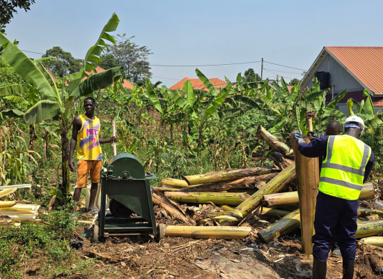 African men collecting banana pseudostems in the field.